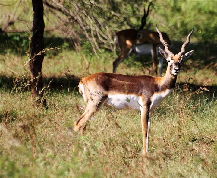 Gir National Park & Wildlife Sanctuary